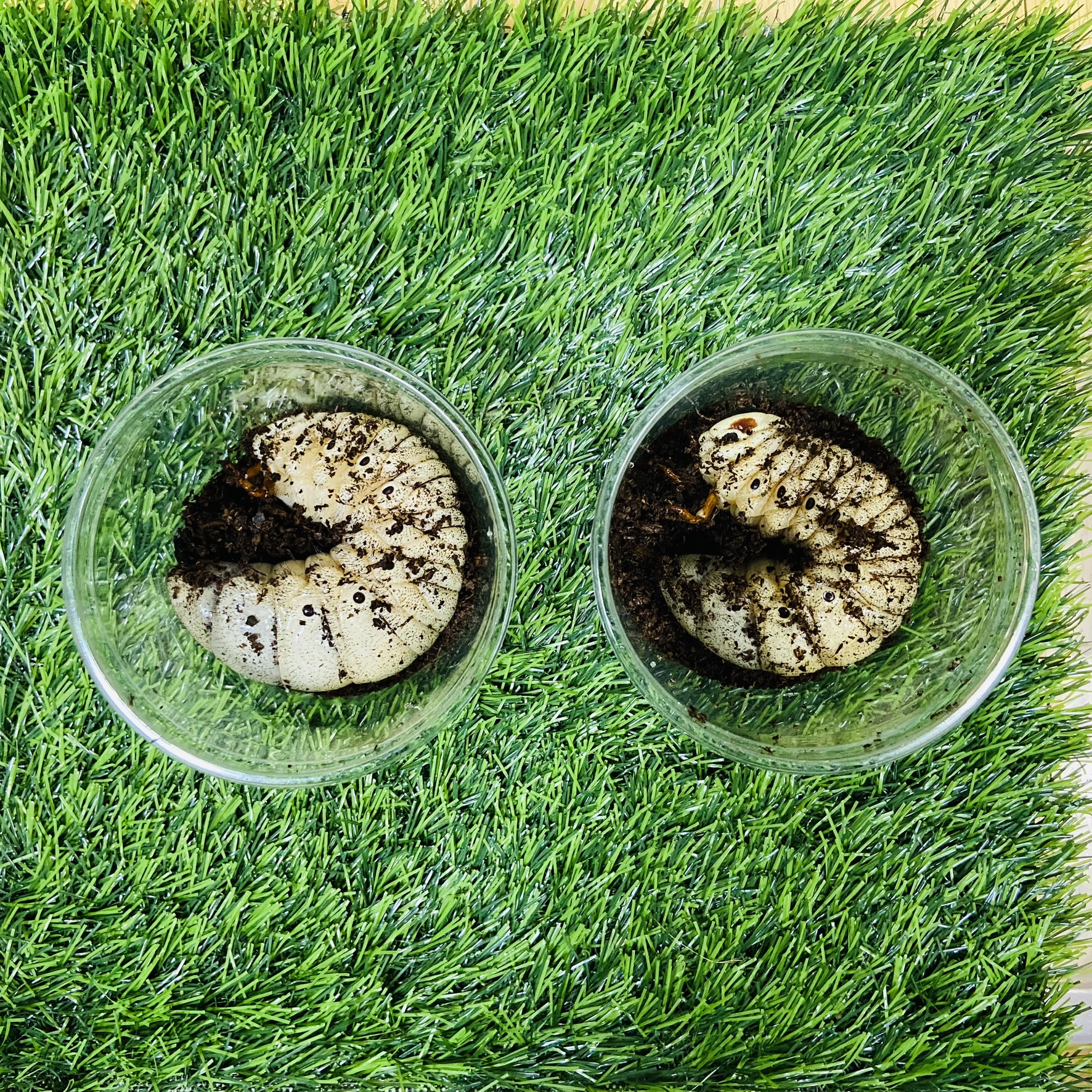 エレファスゾウカブト 幼虫 ペア - ヘラゾウ | カブトムシの販売 