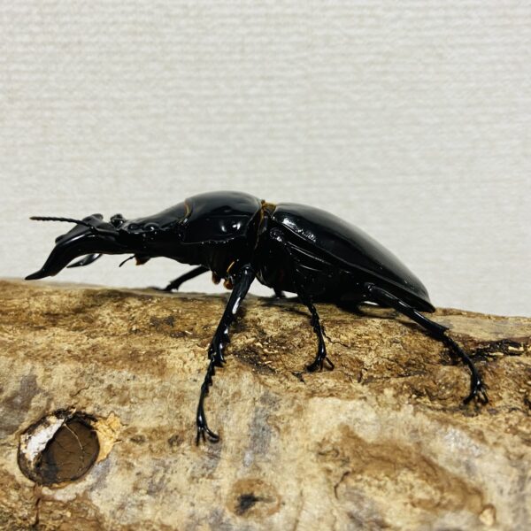タランドゥスオオツヤクワガタ 成虫ペア オス78mm メス53mm - 画像 (3)