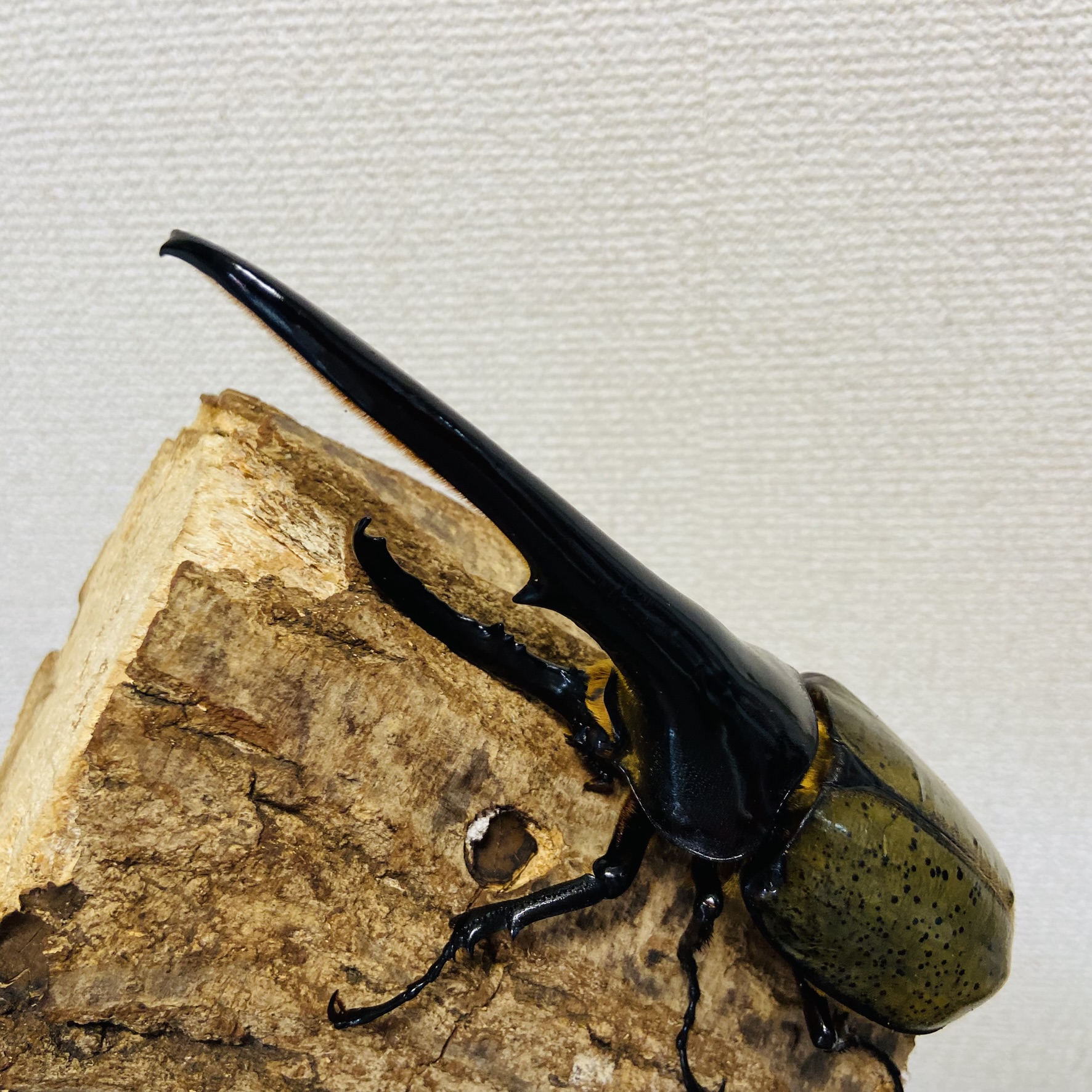 コーカサスオオカブト　ヘラクレスオオカブト　オス×4 標本 コーカサスオオカブト ヘラクレスオオカブト オス×4 標本 - メルカリ