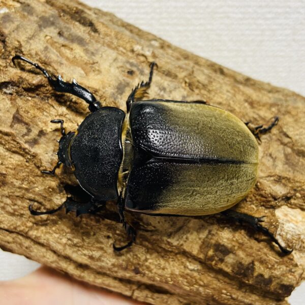 エレファスゾウカブト 成虫ペア オス101.5mm メス65.8mm - 画像 (6)