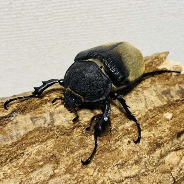 エレファスゾウカブト 成虫ペア オス101.5mm メス65.8mm - 画像 (8)