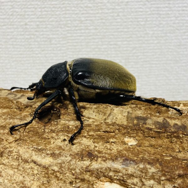 エレファスゾウカブト 成虫ペア オス101.5mm メス65.8mm - 画像 (7)