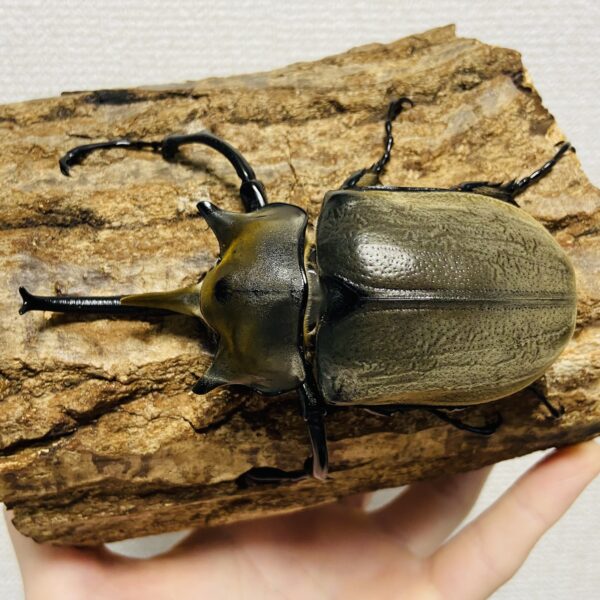 エレファスゾウカブト 成虫ペア オス101.5mm メス65.8mm - 画像 (2)