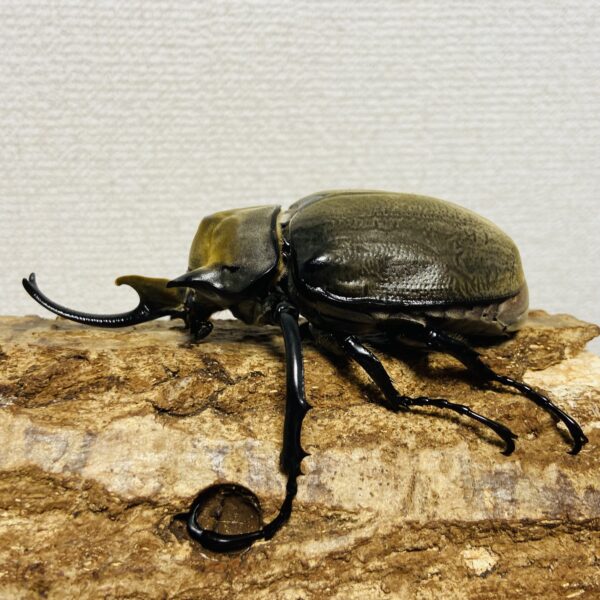 エレファスゾウカブト 成虫ペア オス101.5mm メス65.8mm - 画像 (3)
