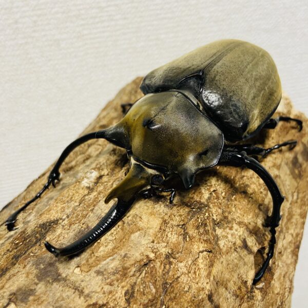 エレファスゾウカブト 成虫ペア オス101.5mm メス65.8mm - 画像 (4)