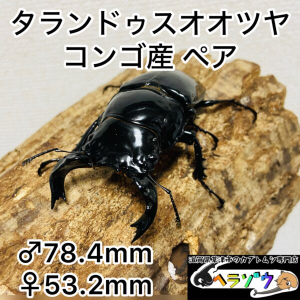タランドゥスオオツヤクワガタ 成虫ペア オス78mm メス53mm