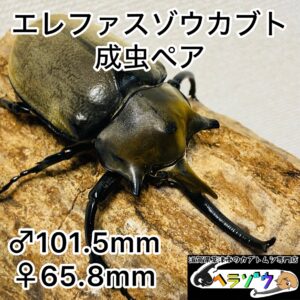 エレファスゾウカブト 成虫ペア オス101.5mm メス65.8mm