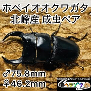 ホペイオオクワガタ 成虫ペア オス75mm メス46mm