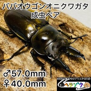 ババオウゴンオニクワガタ 成虫ペア オス57mm メス40mm