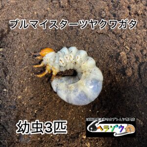 ブルマイスターツヤクワガタ 幼虫 3匹