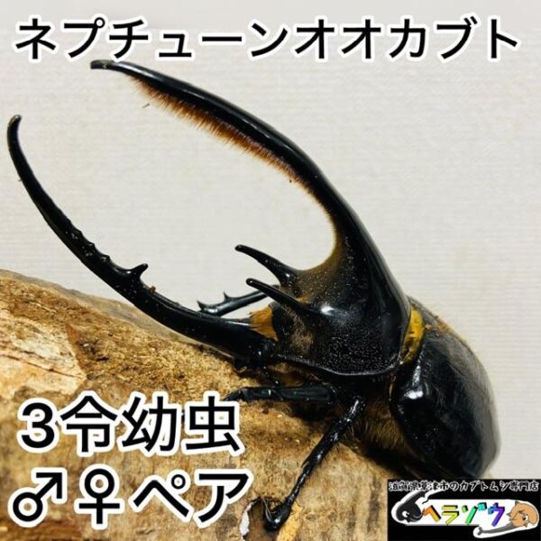 ネプチューンオオカブト 幼虫 ペア