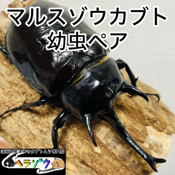 マルスゾウカブト 幼虫 ペア