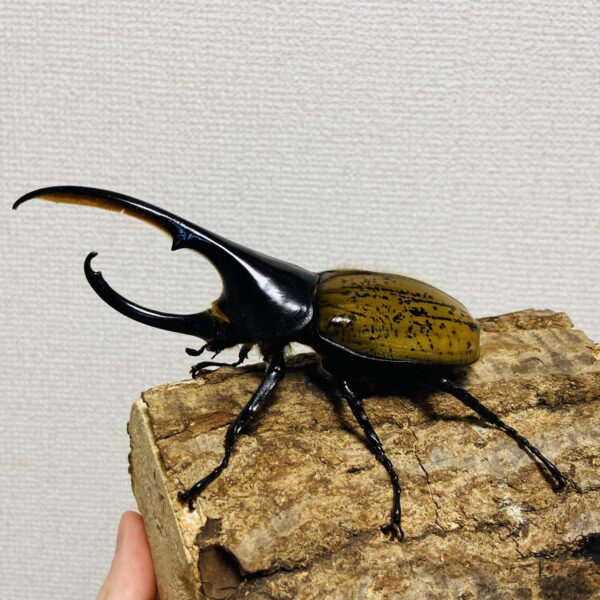 ヘラクレスオオカブト 亜種パスコアリ 成虫 オス139.1mm - 画像 (3)