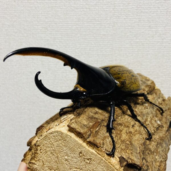 ヘラクレスオオカブト 亜種パスコアリ 成虫 オス139.1mm - 画像 (4)