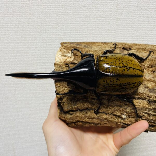 ヘラクレスオオカブト 亜種パスコアリ 成虫 オス139.1mm - 画像 (2)