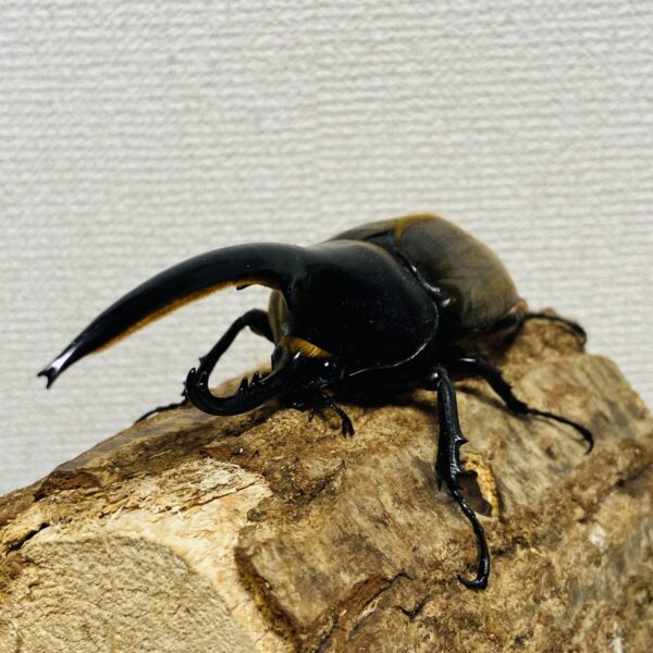 ヘラクレスオオカブト 亜種ブリュゼニ(トリニダーデンシス) 成虫 オス130mm - 画像 (4)