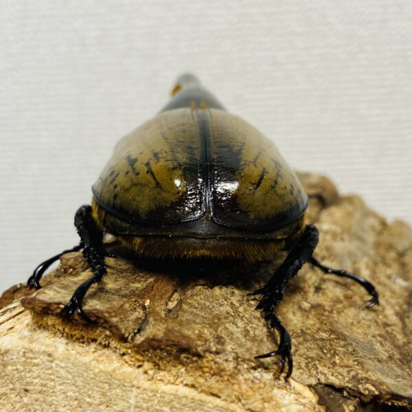 ヘラクレスオオカブト 亜種モリシマイ 成虫ペア オス130mm メス57mm - 画像 (5)