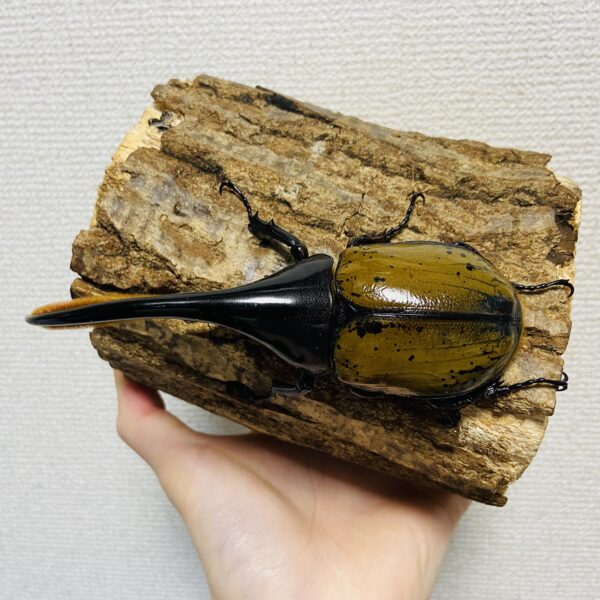 ヘラクレスオオカブト 亜種モリシマイ 成虫ペア オス130mm メス57mm - 画像 (3)