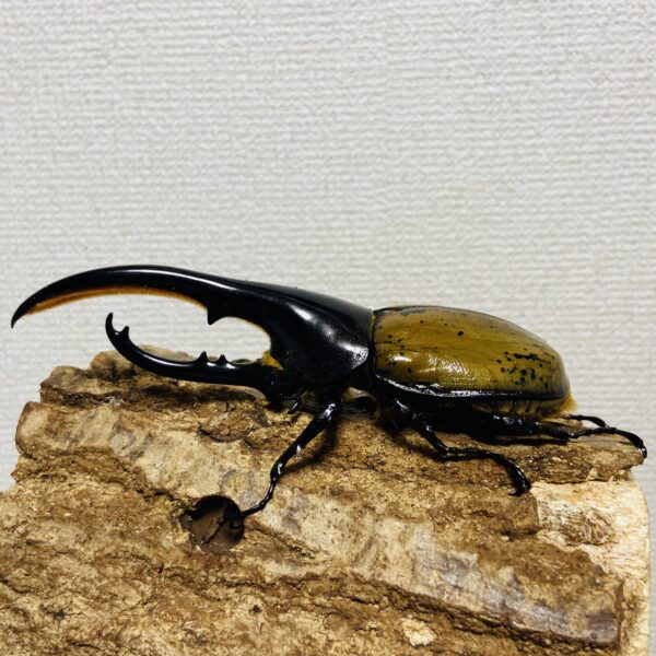 ヘラクレスオオカブト 亜種モリシマイ 成虫ペア オス130mm メス57mm - 画像 (2)