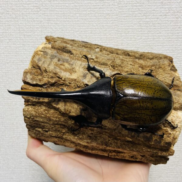 ヘラクレスオオカブト 亜種ブリュゼニ(トリニダーデンシス) 成虫 オス134mm - 画像 (2)
