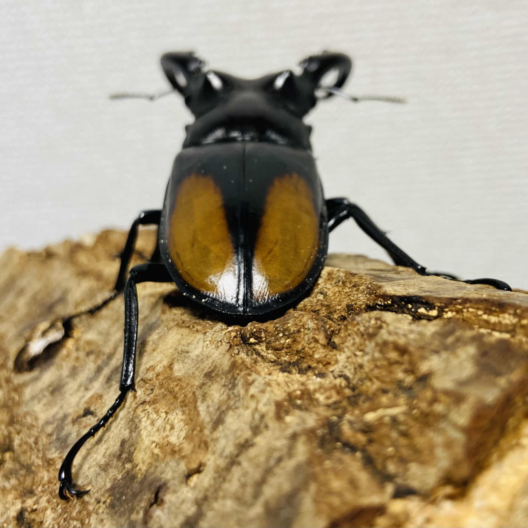 セアカフタマタクワガタ(パリーフタマタクワガタ) 成虫ペア オス76mm 