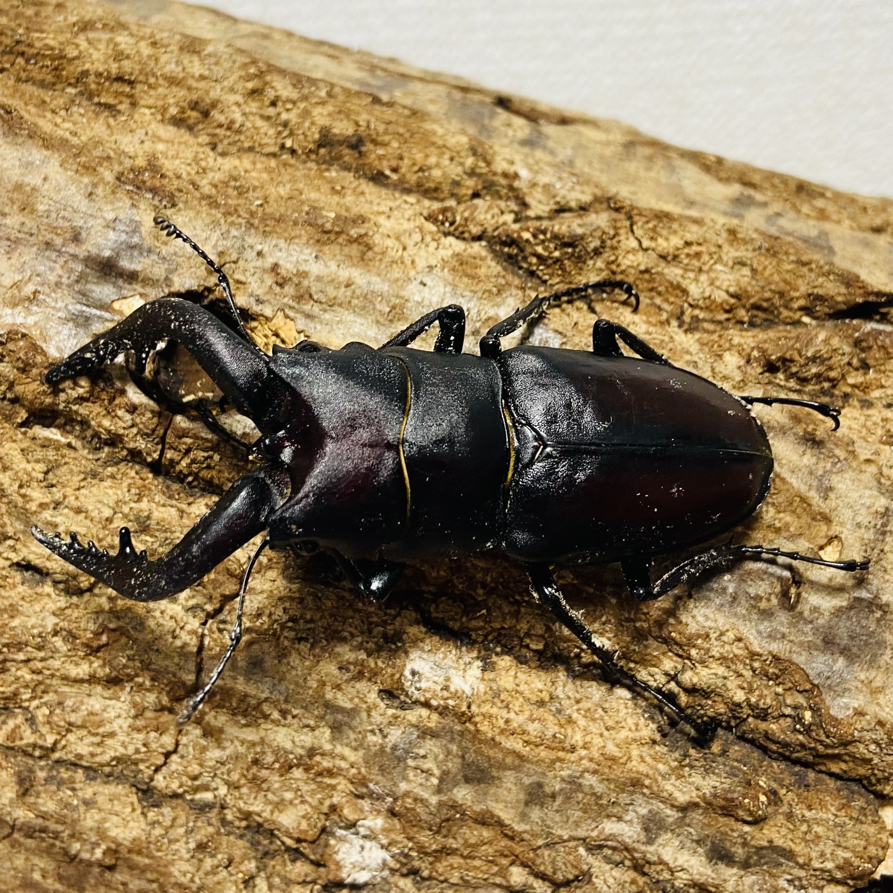 ノコギリクワクワガタ 成虫ペア オス68mm メス36mm 国産 - ヘラゾウ