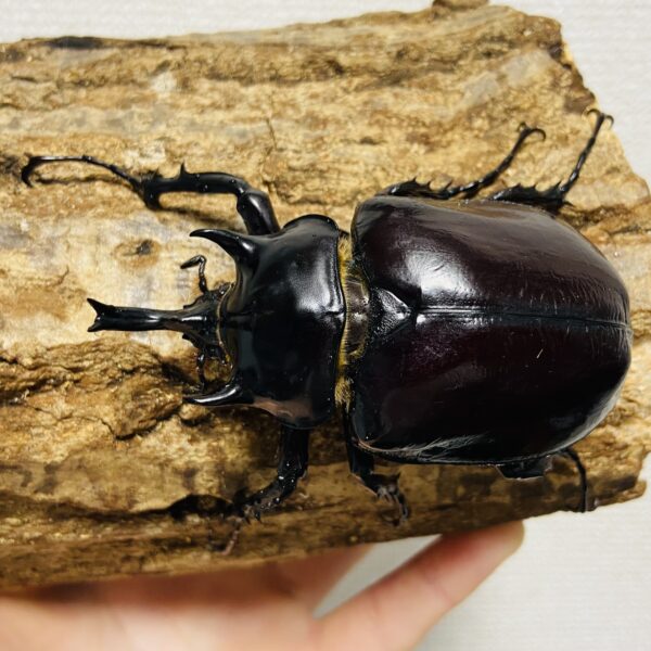 マルスゾウカブト 成虫3匹 オス81mm メス71mm 69mm - ヘラゾウ