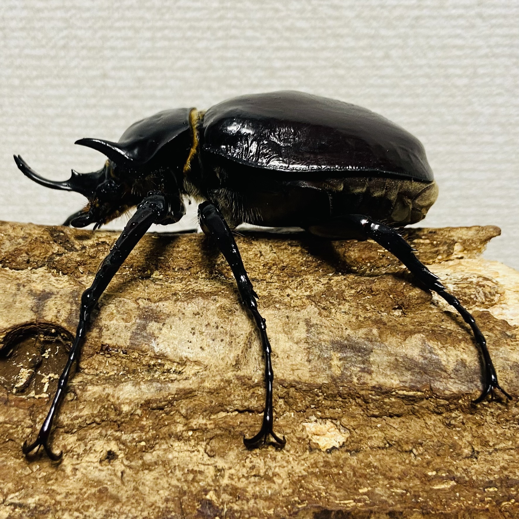 ペルー産　マルスゾウカブト　108mm ペルー産 マルスゾウカブト 108mm