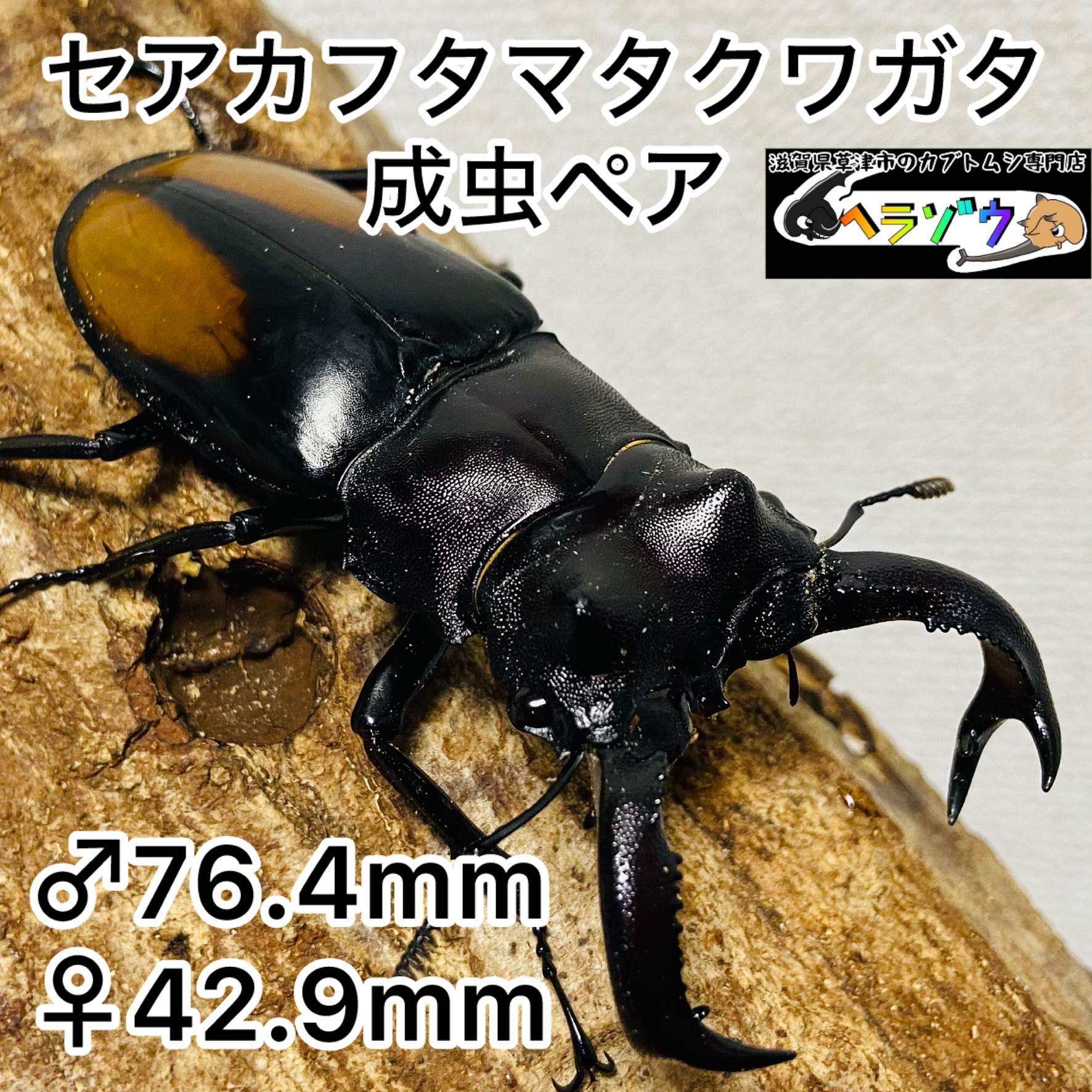 セアカフタマタクワガタ(パリーフタマタクワガタ) 成虫ペア オス76mm 