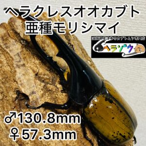 ヘラクレスオオカブト 亜種モリシマイ 成虫ペア オス130mm メス57mm