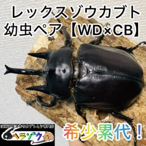 【希少累代】レックスゾウカブト 幼虫 ペア