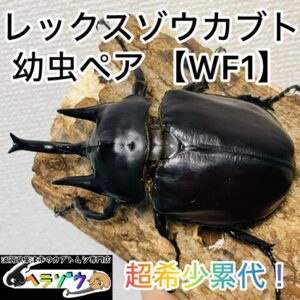 【超希少累代】レックスゾウカブト 幼虫 ペア