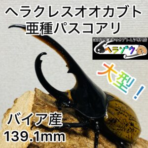 ヘラクレスオオカブト 亜種パスコアリ 成虫 オス139.1mm