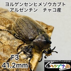 ヨルゲンセンヒメゾウカブト 原名亜種 成虫 オス 41mm