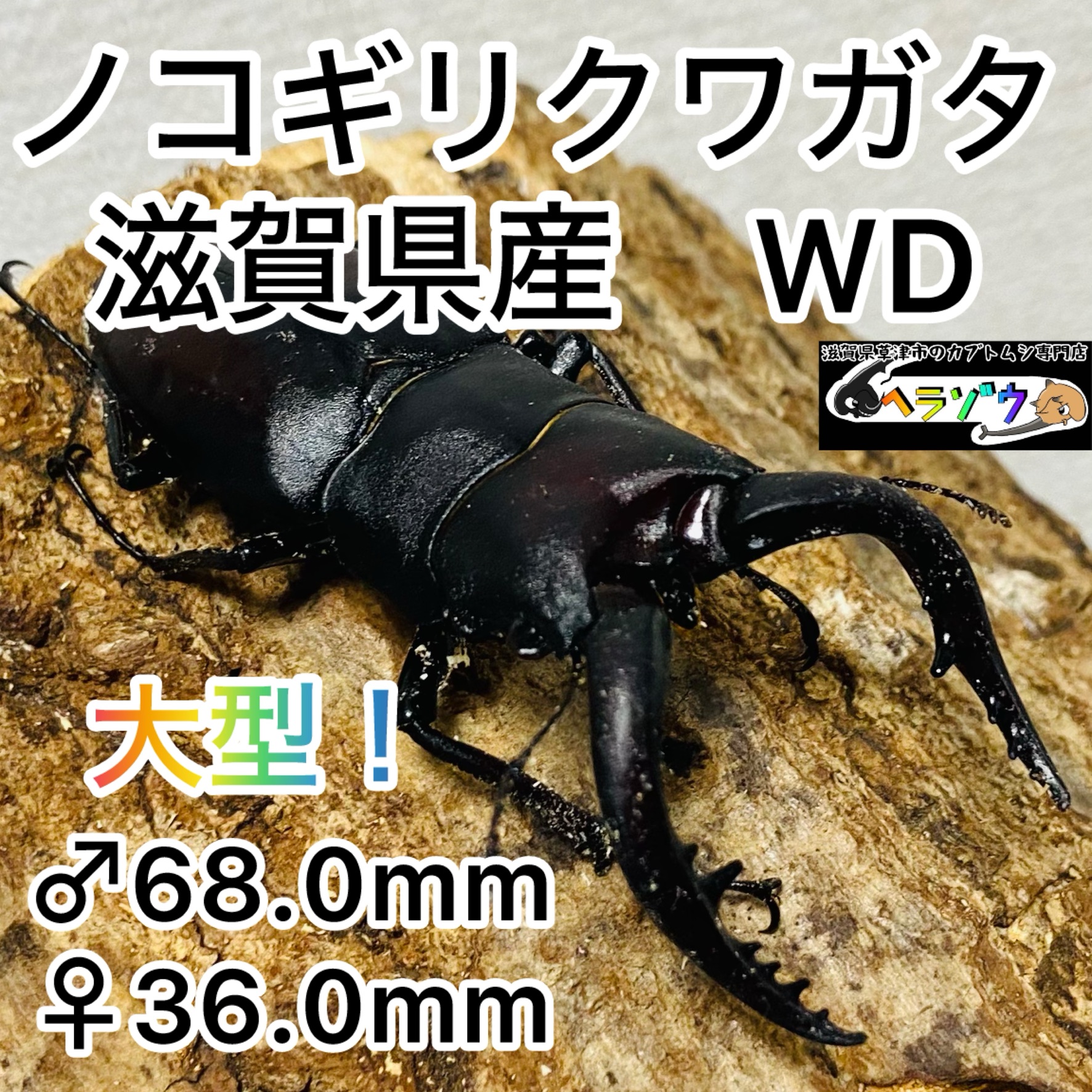 ノコギリクワクワガタ 成虫ペア オス68mm メス36mm 国産