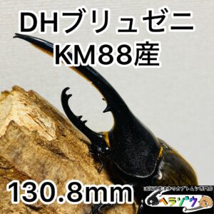 ヘラクレスオオカブト 亜種ブリュゼニ(トリニダーデンシス) 成虫 オス130mm