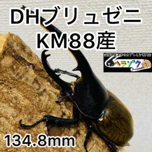 ヘラクレスオオカブト 亜種ブリュゼニ(トリニダーデンシス) 成虫 オス134mm
