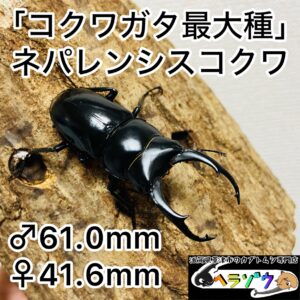 ネパレンシスコクワクワガタ 成虫ペア オス61mm メス41mm (ネパールコクワガタ)