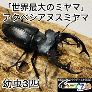 アクベシアヌスミヤマクワガタ 幼虫 3匹 (ヨーロッパミヤマクワガタ 亜種アクベシアヌス)