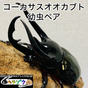 コーカサスオオカブト(ジャワコーカサス) 幼虫 ペア