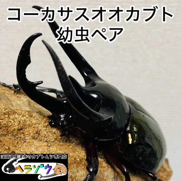 コーカサスオオカブト(ジャワコーカサス) 幼虫 ペア
