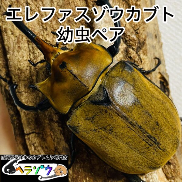 エレファスゾウカブト 幼虫 ペア