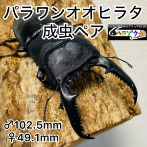 パラワンオオヒラタ 成虫ペア オス102mm メス49mm