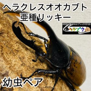 ヘラクレスオオカブト 亜種リッキー 幼虫 ペア