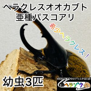 ヘラクレスオオカブト 亜種パスコアリ 幼虫3匹