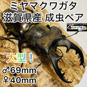 ミヤマクワクワガタ 成虫ペア オス69mm メス40mm 国産