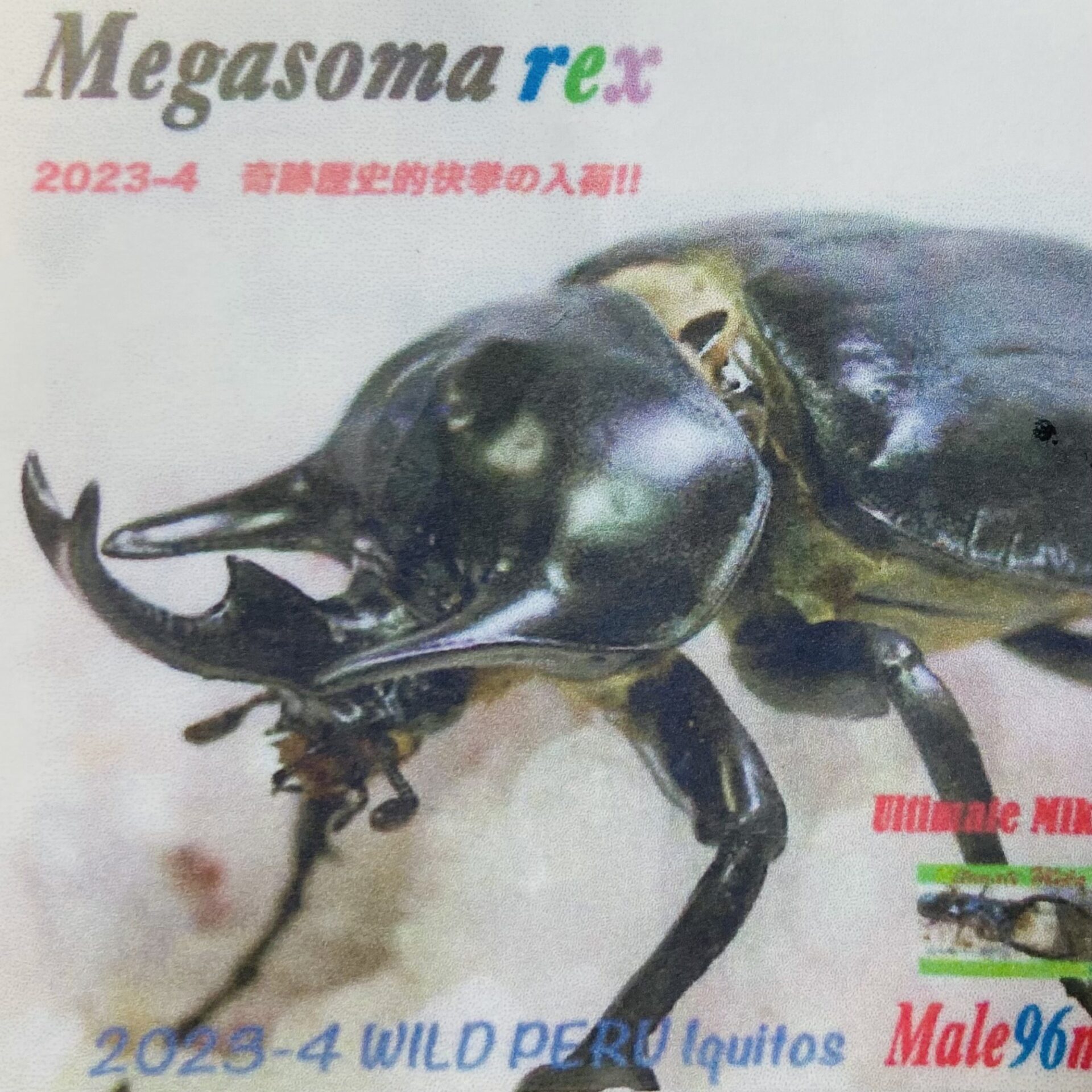 【200gUP】レックスゾウカブト (旧アクティオンゾウカブト) WF1 幼虫 ペア - 画像 (5)