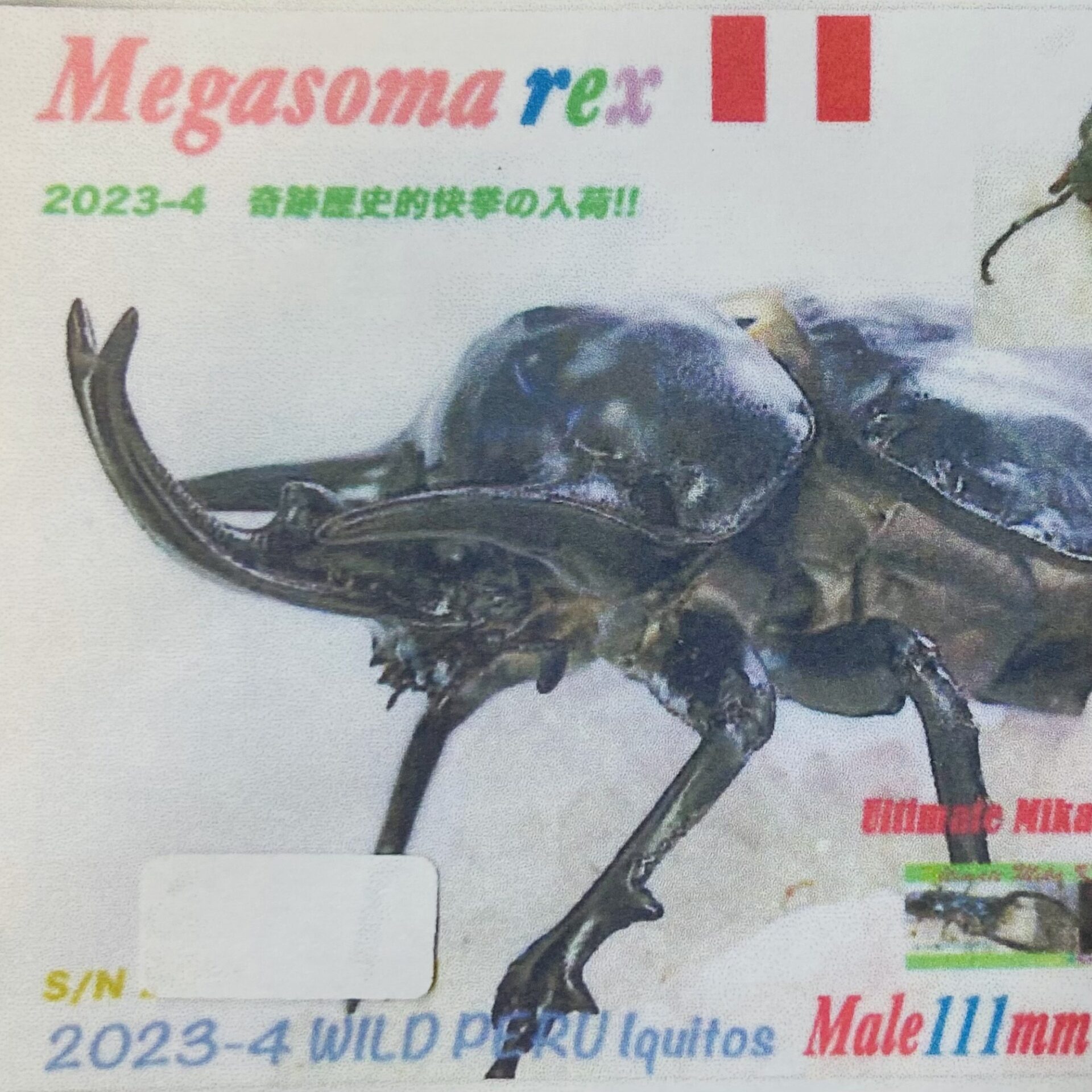 【200gUP】レックスゾウカブト (旧アクティオンゾウカブト) WF1 幼虫 ペア - 画像 (3)