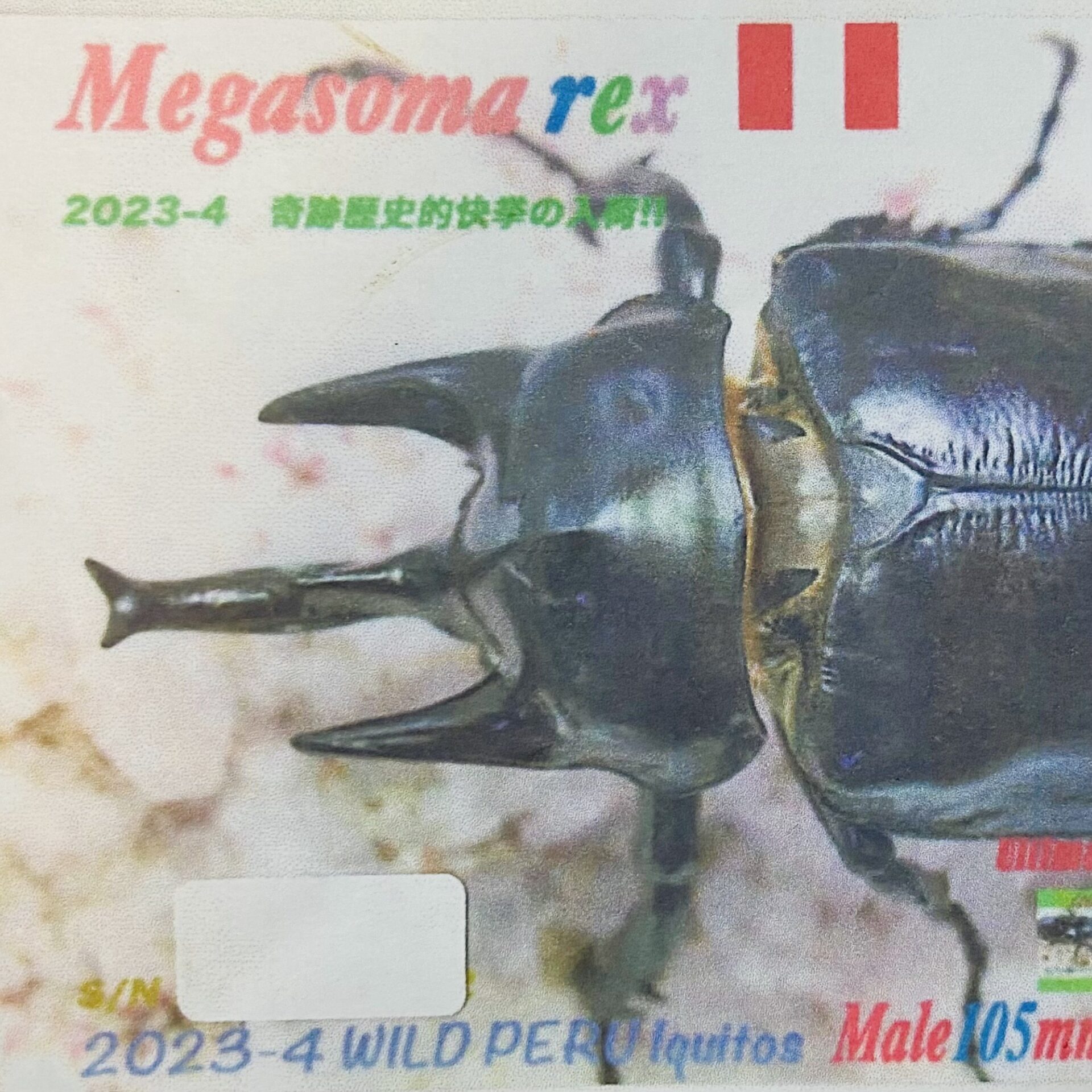 【200gUP】レックスゾウカブト (旧アクティオンゾウカブト) WF1 幼虫 ペア - 画像 (4)