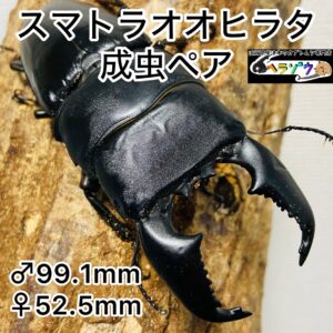 スマトラオオヒラタ 成虫ペア オス99mm メス52mm